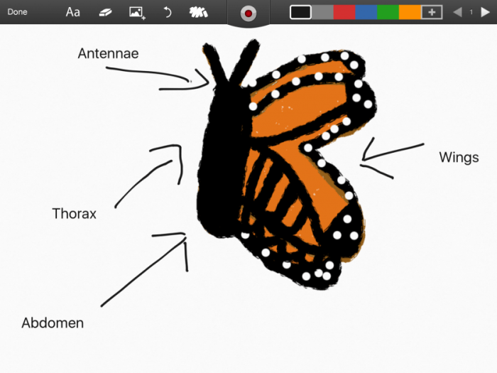 Diagram butterflies lepidoptera anatomy wikia british animals but wiki