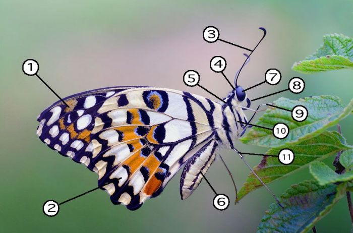 Valve butterfly maintenance parts procedure ships follow below