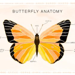 Parts of a butterfly diagram