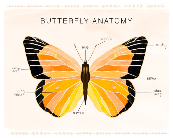 Parts of a butterfly diagram