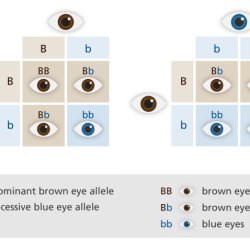 Section 16-1 genes and variation