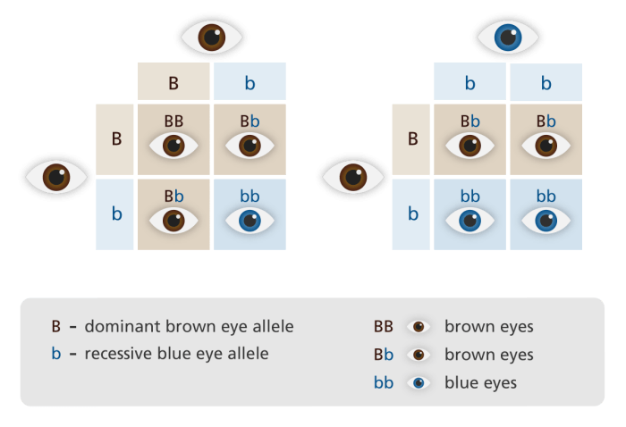 Section 16-1 genes and variation