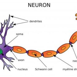 Interneuron interneurons neurons definition neuron association motor dictionary medical does afferent meaning sensory intercalated location efferent anatomy